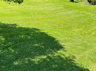 Roberto V.'s grass cutting service result