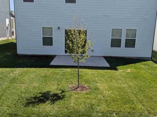 Laura C.'s lawn maintenance service result
