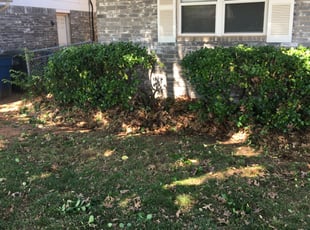 Crystal B.'s Bush Trimming service result
