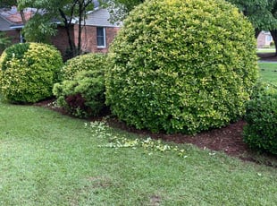 Connor B.'s Bush Trimming service result