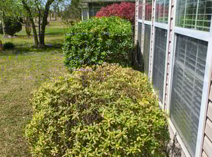 Hope E.'s Bush Trimming service result