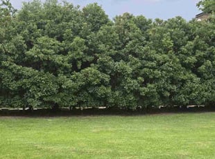 Justin B.'s Tree Trimming service result