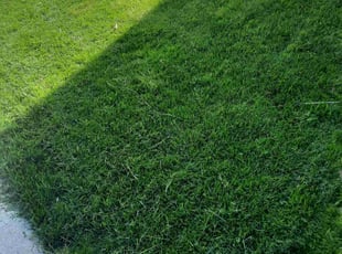 Dorcas P.'s lawn care service result