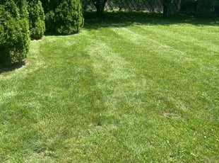 Richard R.'s grass maintenance service result
