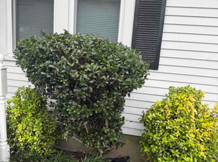 Sadrina P.'s Bush Trimming service result