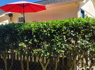 Dean H.'s Bush Trimming service result