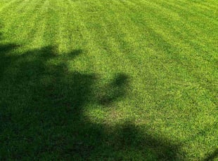Porscha W.'s lawn care services service result