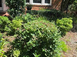 Celina Q.'s Bush Trimming service result