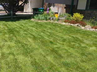 Thrash J.'s turf maintenance service result