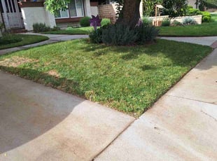 Lou C.'s grass maintenance service result