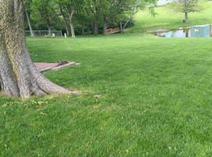 Rachel E.'s lawn care service result