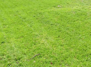 Zee B.'s lawn maintenance service result