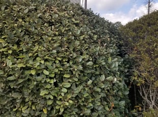 Cory R.'s Bush Trimming service result