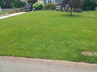 Debra L.'s lawn care services service result