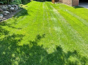 Alicia W.'s turf care service result