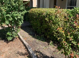Nicholas K.'s Bush Trimming service result