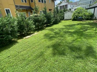 Tiffany R.'s grass maintenance service result