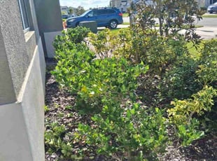 Lamarkist B.'s grass cutting service result