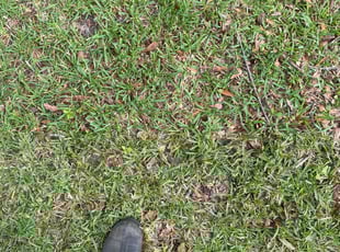 Rick G.'s Bush Trimming service result