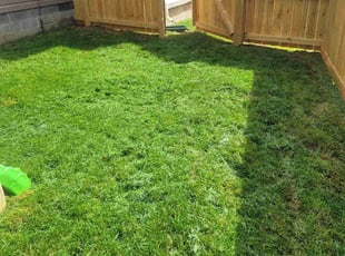 Cynthia W.'s turf care service result