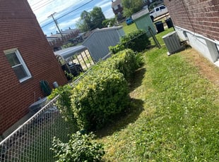 Dieudonne A.'s Bush Trimming service result
