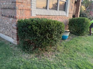 Major B.'s Bush Trimming service result