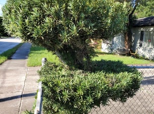 Wade J.'s Bush Trimming service result