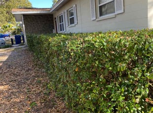Stephen M.'s Bush Trimming service result