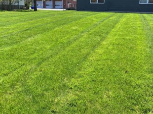 Kruti P.'s turf care service result