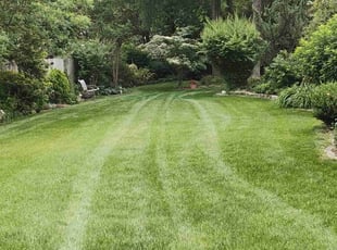 Cindy M.'s turf care service result