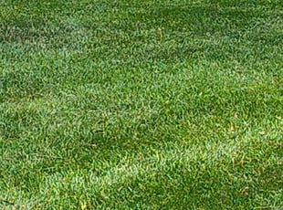 Edward R.'s lawn care services service result