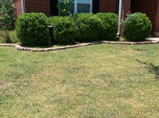 Kyna G.'s Bush Trimming service result