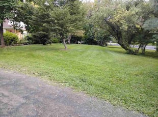 Tamera D.'s turf care service result