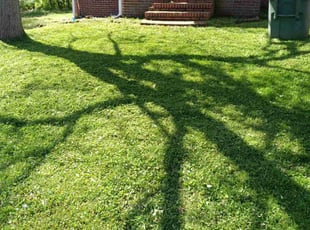 Carlton P.'s grass cutting service result