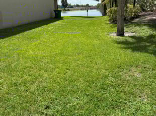Jigriti L.'s turf maintenance service result
