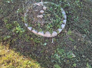 Zhirui D.'s Tree or Bush Removal service result