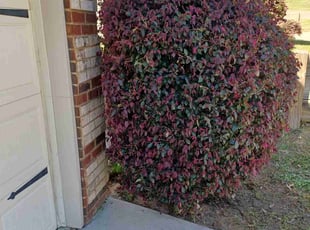 Kimberly P.'s Bush Trimming service result