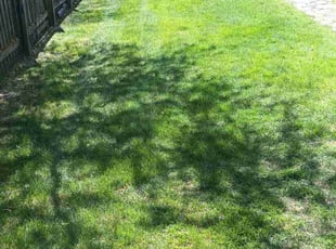 Dawn S.'s lawn maintenance service result