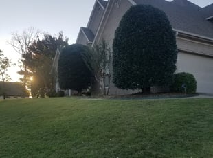 Aaron N.'s Bush Trimming service result