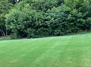 Lorrie L.'s landscaping services service result