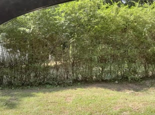 Lazaro D.'s Bush Trimming service result