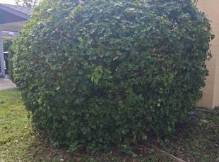 Lawrence R.'s Bush Trimming service result