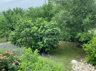 Susan C.'s turf maintenance service result
