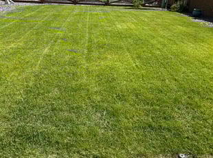 Curt M.'s grass maintenance service result