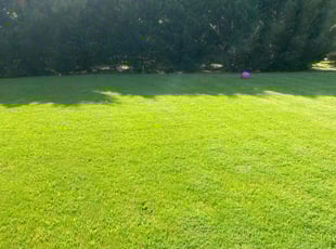 Olga G.'s lawn maintenance service result