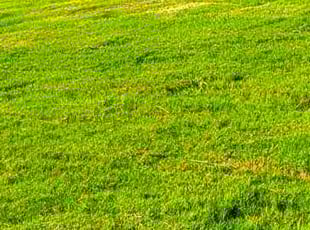 Francis T.'s turf maintenance service result