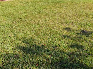 Roxanne S.'s grass cutting service result