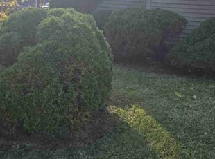 Jack F.'s Bush Trimming service result