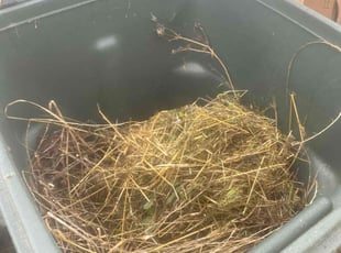 Michael B.'s lawn maintenance service result