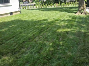 Lana E.'s grass maintenance service result
